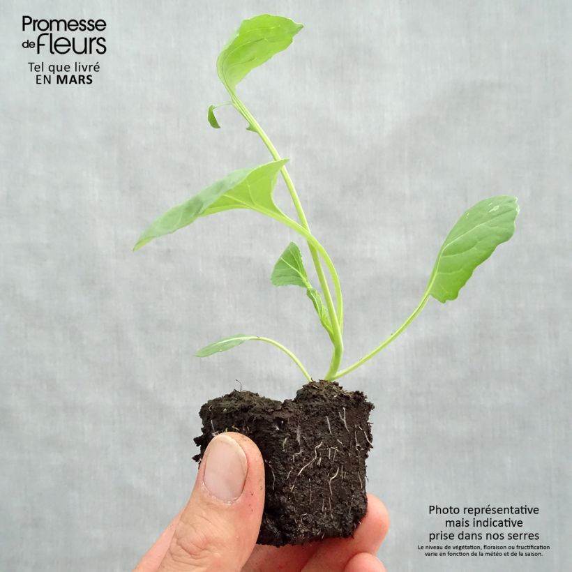 Amostra de Chou de Bruxelles Bright F1 en plants Motte 4 cm x 4,5 cm tal como entregue na primavera