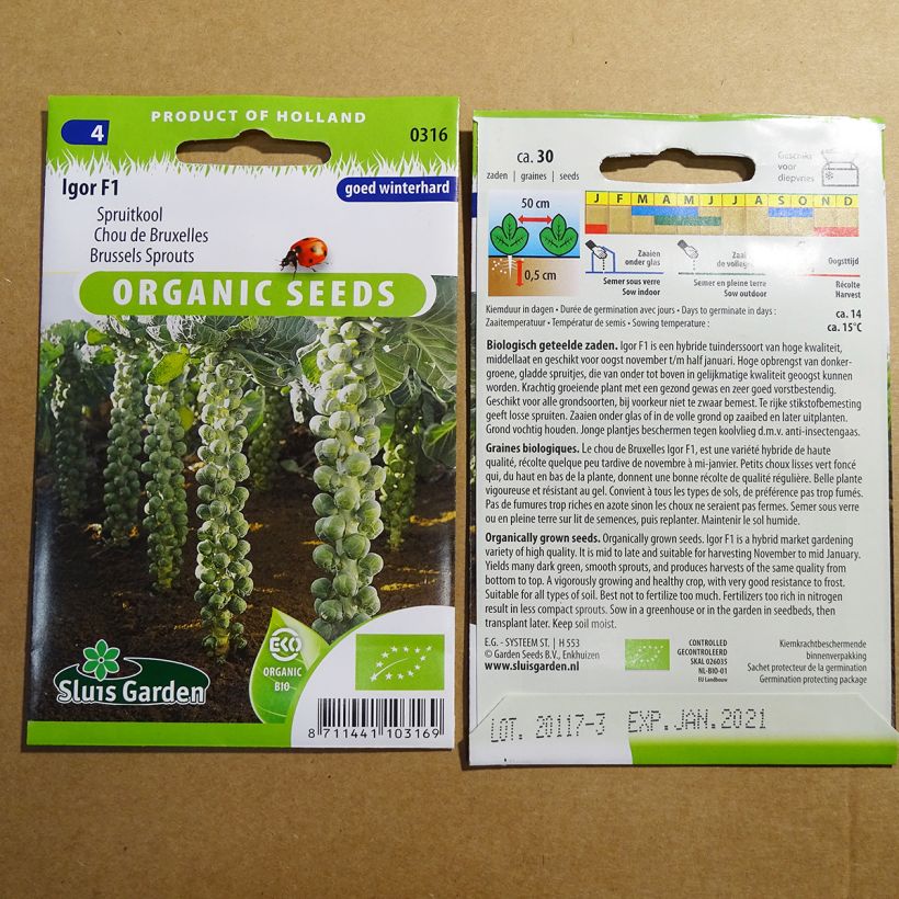 Exemplo de amostra de Chou de Bruxelles Igor F1 Bio per pack of 30 seeds tal como entregue