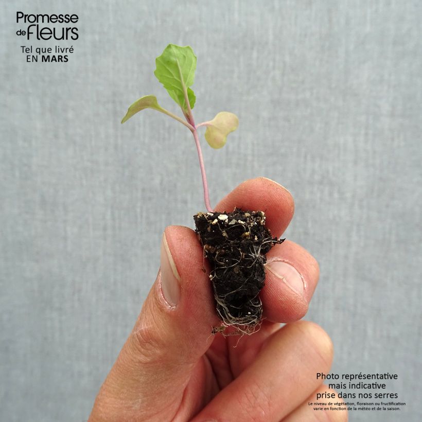 Amostra de Chou de Bruxelles Marte F1 Bio - mini-mottes potagères Mini-motte Ø 1,5/2,5 cm tal como entregue na primavera