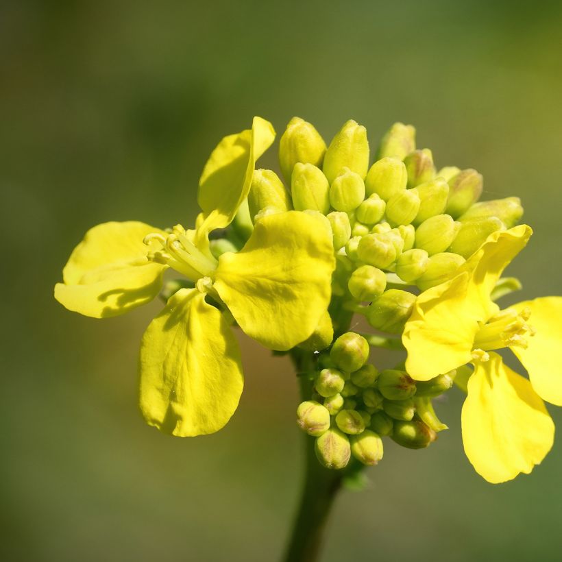 Couve-chinesa Tsoi Sim Choy Sum (Floração)