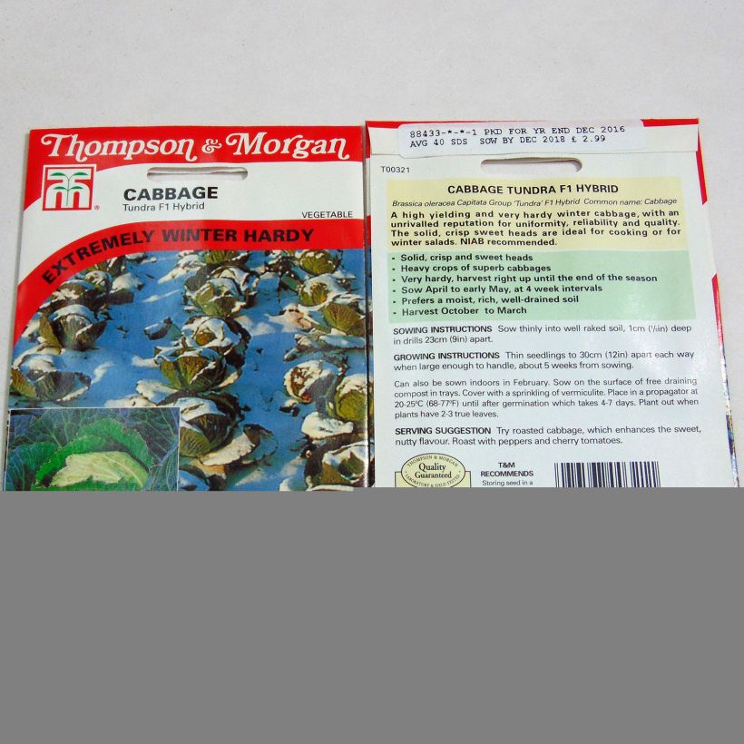 Exemplo de amostra de Chou de Milan Tundra F1 per pack of 40 seeds tal como entregue