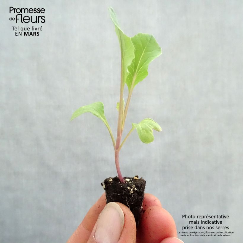 Amostra de Chou-fleur Thabor BIO en mottes potagères  Mini-motte Ø 1,5/2,5 cm tal como entregue na primavera