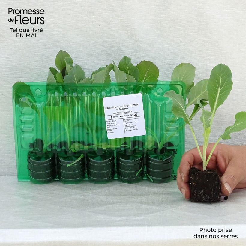 Amostra de Chou-fleur Thabor en mottes potagères Motte 4 cm x 4,5 cm tal como entregue na primavera