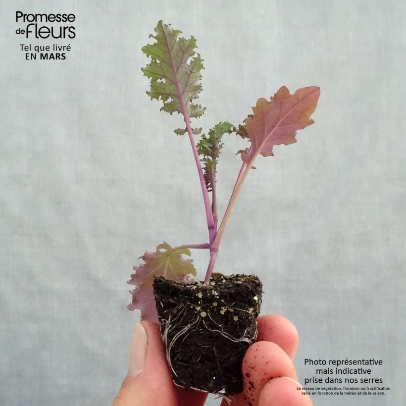 Amostra de Chou frisé Redbor F1 en plants - chou kale Mini-torrão Ø 3/4 cm tal como entregue na primavera