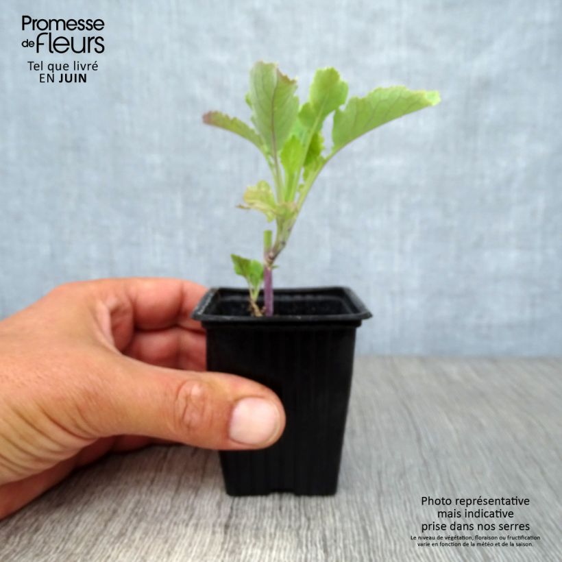 Amostra de Couve-perpétua Daubenton Bio Vaso de 7/8 cm tal como entregue no verão
