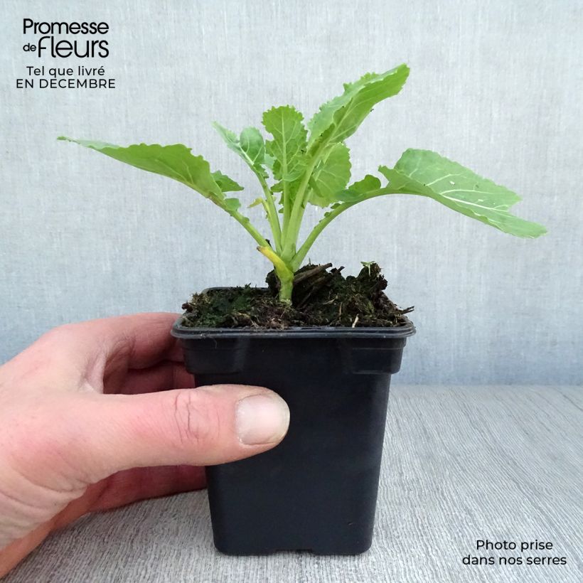 Amostra de Chou perpétuel Daubenton BIO - Brassica oleracea Godet de 7/8 cm tal como entregue no inverno