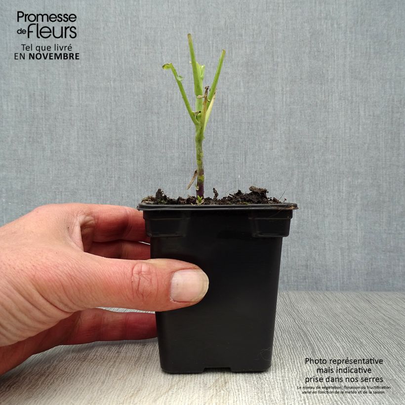 Amostra de Couve-perpétua Daubenton Bio Vaso de 7/8 cm tal como entregue no outono