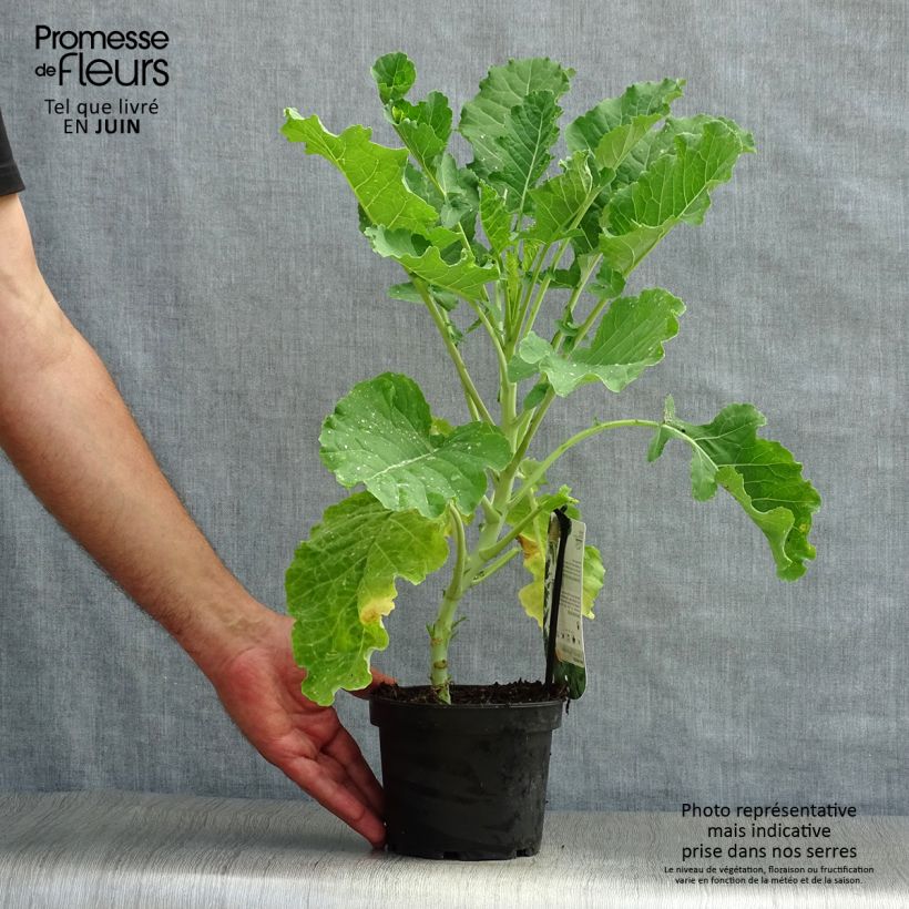 Amostra de Couve-perene Daubenton em plantas Vaso de 1,5 L/2 L tal como entregue no verão