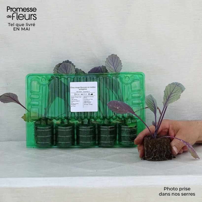 Amostra de Chou rouge Buscaro en mottes potagères Motte 4 cm x 4,5 cm tal como entregue na primavera