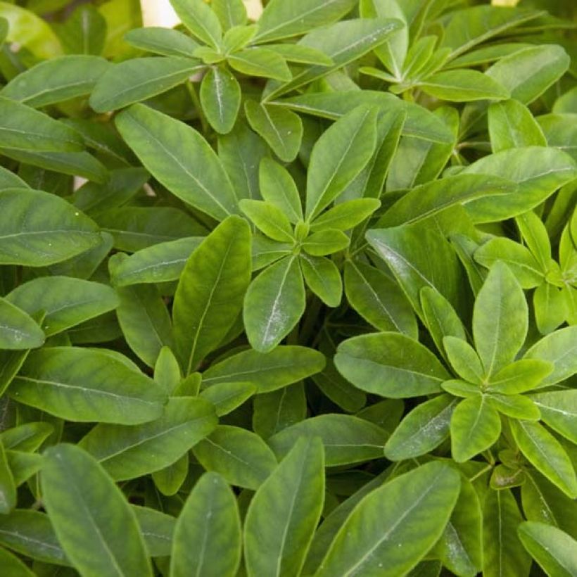 Laranjeira-do-México - Choisya ternata (Folhagem)