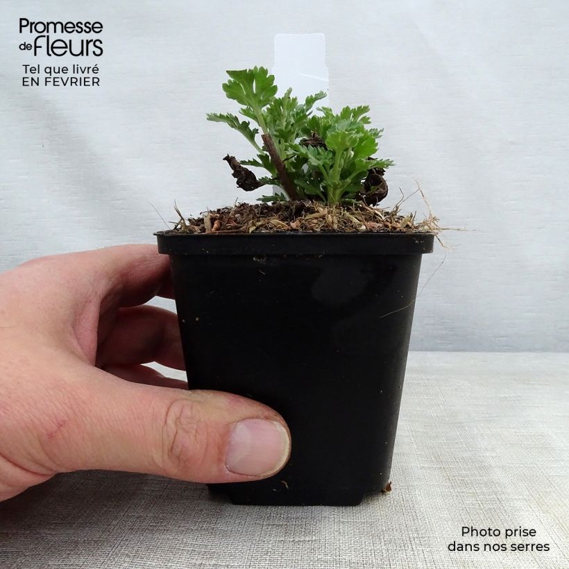 Amostra de Crisântemo Cedie Mason Vaso de 8/9 cm tal como entregue no inverno