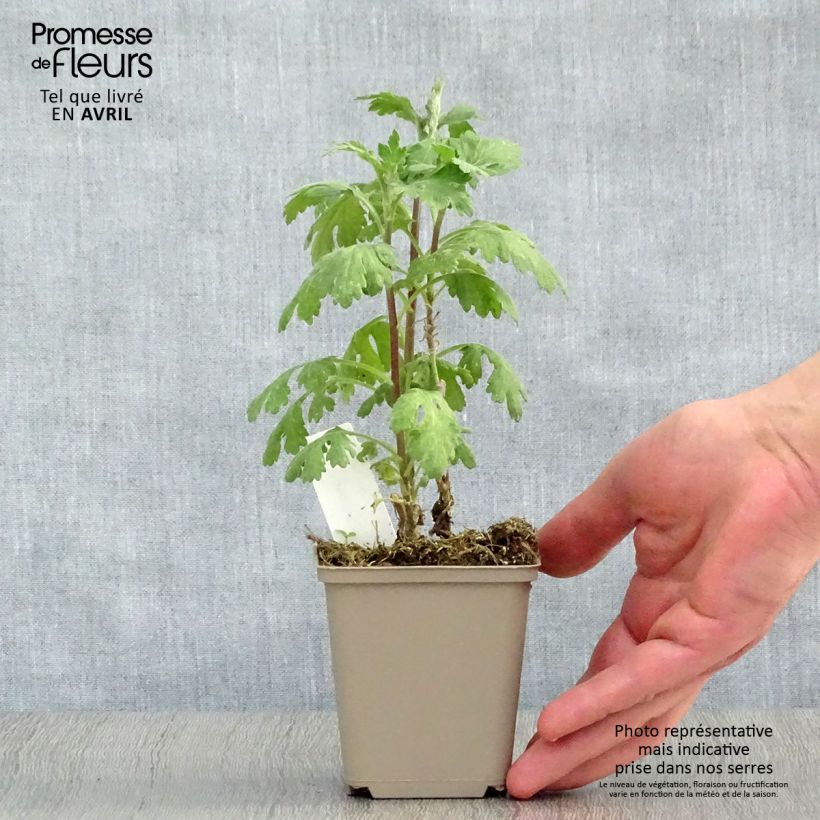 Amostra de Crisântemo Cedie Mason Vaso de 8/9 cm tal como entregue na primavera