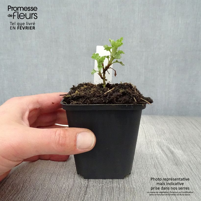 Amostra de Chrysanthème des jardins Citronella - Chrysanthemum indicum Vaso de 8/9 cm tal como entregue no inverno