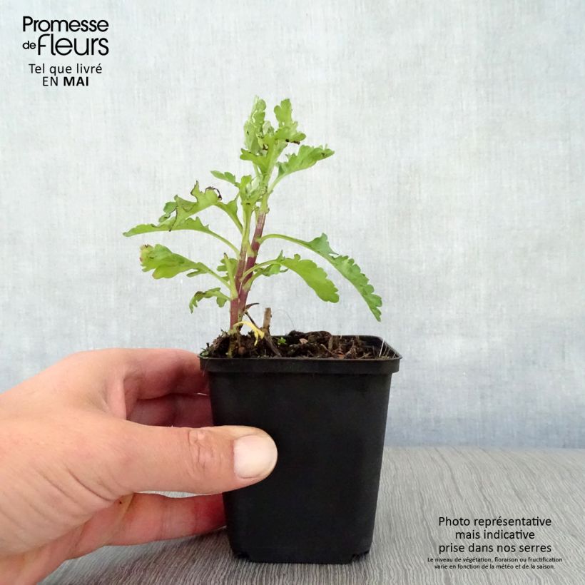 Amostra de Crisântemo Citronella Vaso de 8/9 cm tal como entregue na primavera