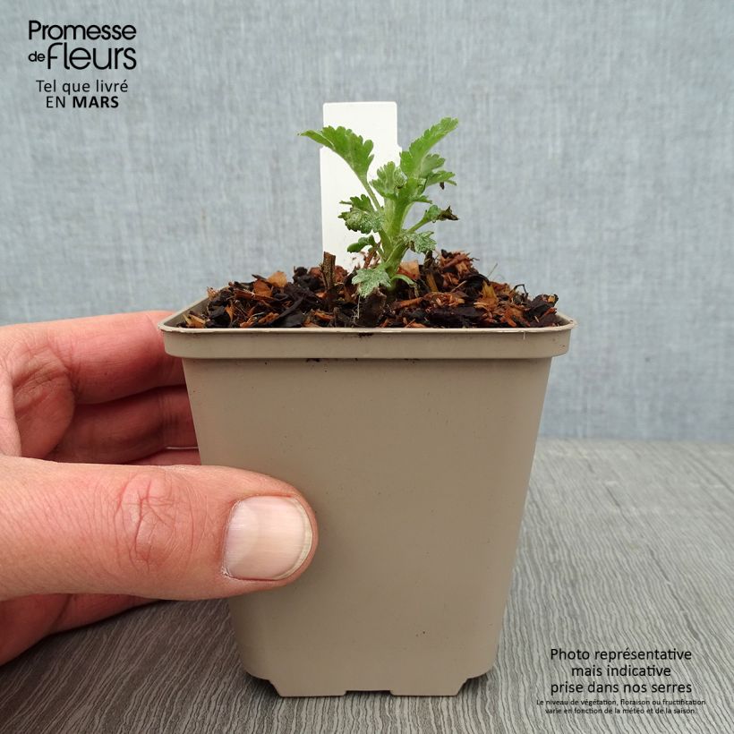 Amostra de Chrysanthème des jardins Goldmarianne - Chrysanthemum indicum Vaso de 8/9 cm tal como entregue no inverno