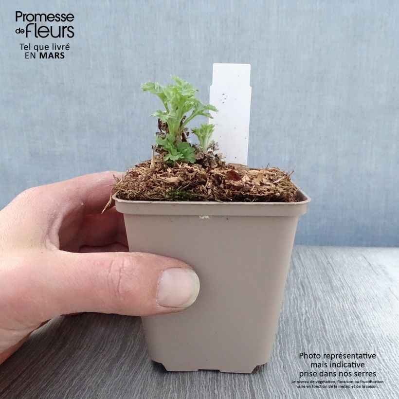 Amostra de Crisântemo Goldmarianne Vaso de 8/9 cm tal como entregue na primavera