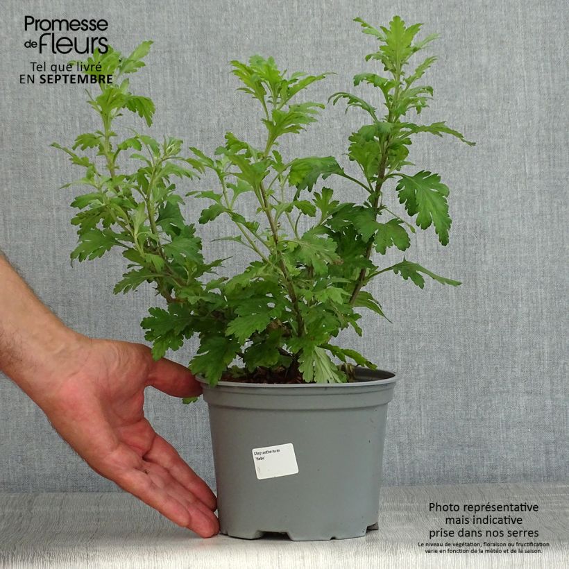 Amostra de Chrysanthemum koreanum Hebe Vaso de 2 L/3 L tal como entregue no verão