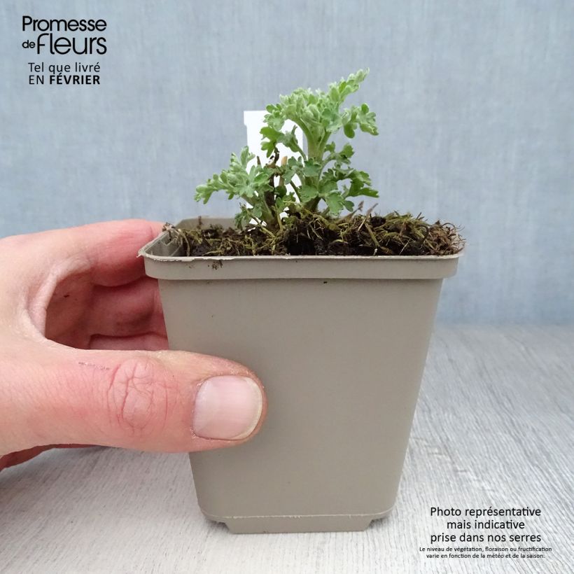 Amostra de Crisântemo Herbstbrokat Vaso de 8/9 cm tal como entregue no inverno