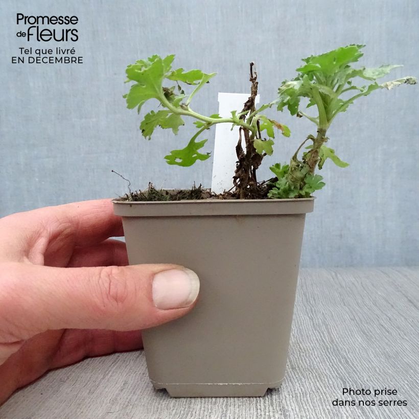 Amostra de Crisântemo Julia Vaso de 8/9 cm tal como entregue no inverno