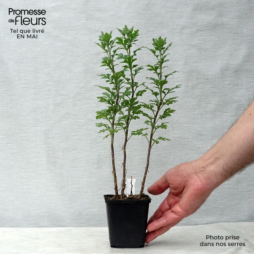 Amostra de Crisântemo Julia Vaso de 8/9 cm tal como entregue na primavera