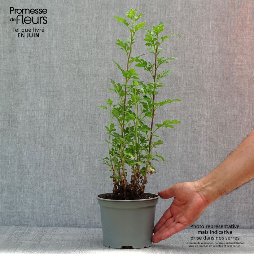 Amostra de Crisântemo Julia Vaso de 2 L/3 L tal como entregue na primavera