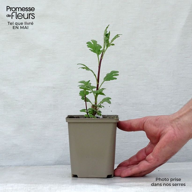 Amostra de Crisântemo Brennpunkt Vaso de 8/9 cm tal como entregue na primavera