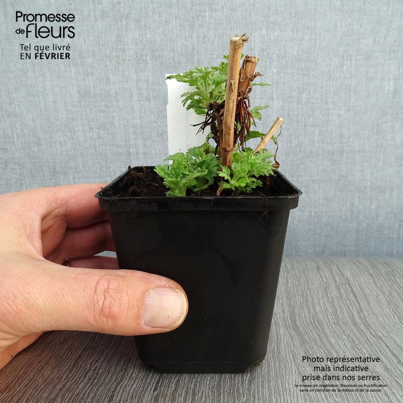 Amostra de Chrysanthème indicum Brennpunkt  - Chrysanthème des jardins  Godet de 8/9 cm tal como entregue no inverno