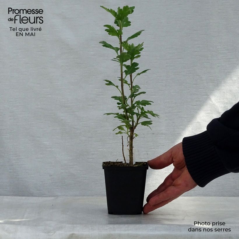 Amostra de Crisântemo Poesi Vaso de 8/9 cm tal como entregue na primavera