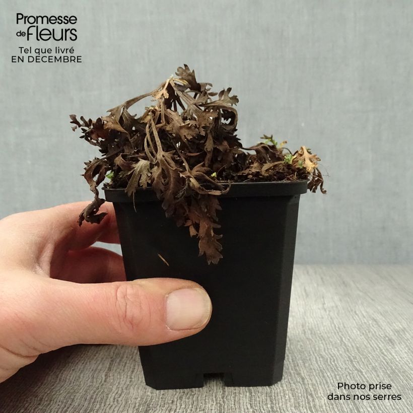 Amostra de Chrysanthème rubellum Clara Curtis - Marguerite d'automne Vaso de 8/9 cm tal como entregue no inverno