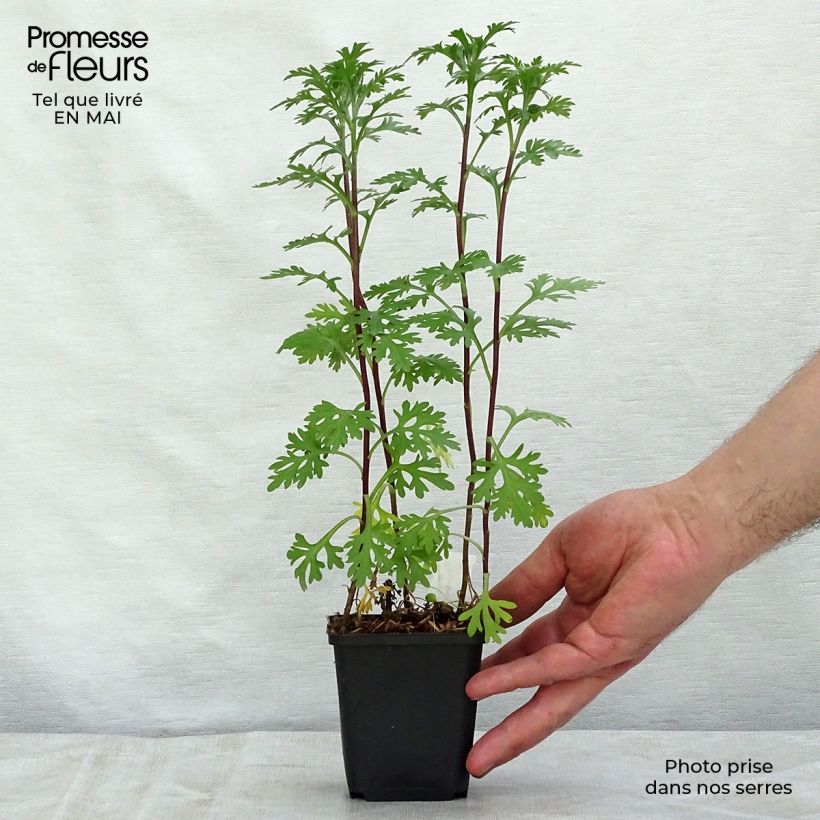 Amostra de Crisântemo Clara Curtis Vaso de 8/9 cm tal como entregue na primavera