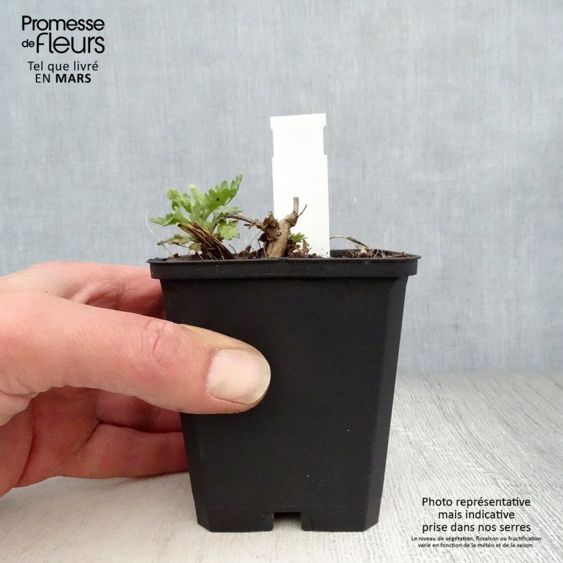 Amostra de Crisântemo Dernier Soleil Vaso de 8/9 cm tal como entregue na primavera