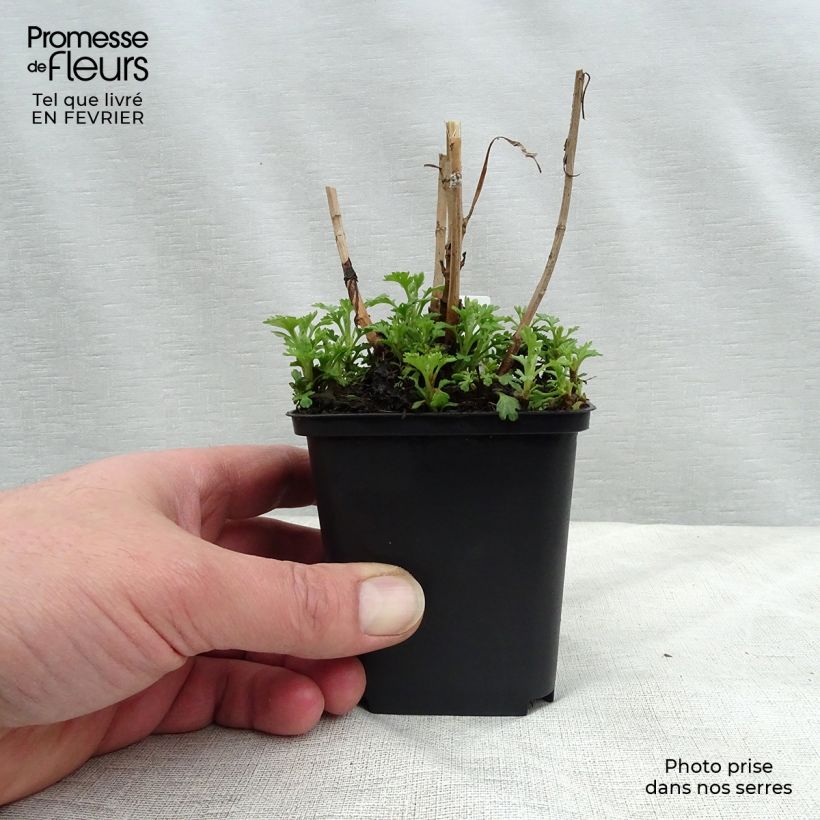 Amostra de Chrysanthème rubellum Duchess of Edinburgh - Marguerite d'automne Vaso de 8/9 cm tal como entregue no inverno