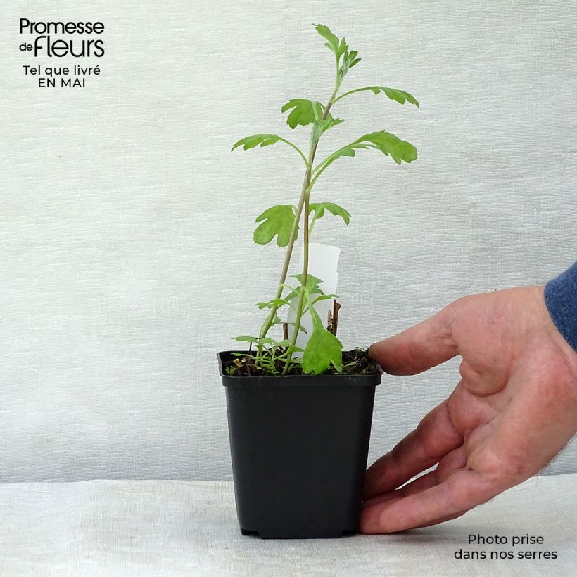 Amostra de Crisântemo Duchess of Edinburgh Vaso de 8/9 cm tal como entregue na primavera