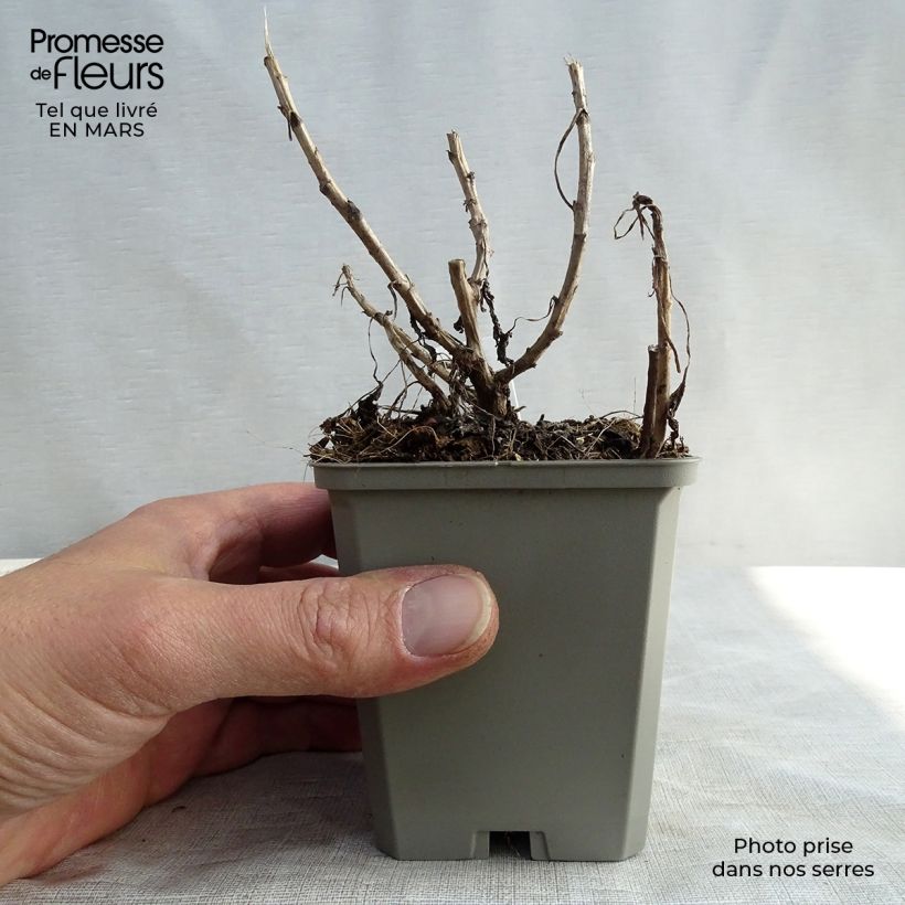 Amostra de Crisântemo Mary Stoker Vaso de 8/9 cm tal como entregue na primavera