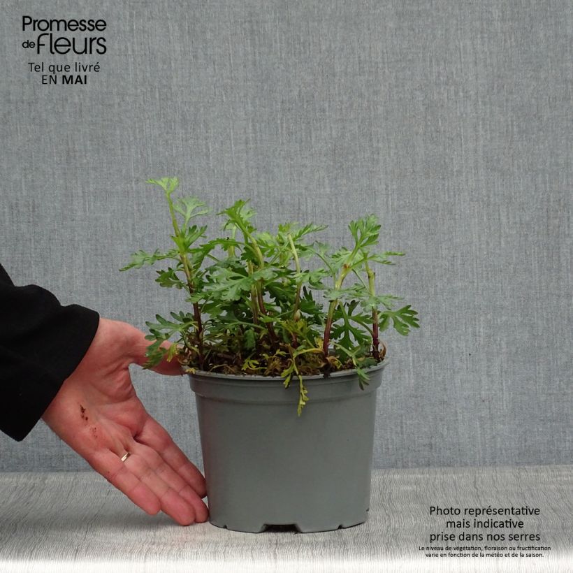 Amostra de Crisântemo Clara Curtis Vaso de 2 L/3 L tal como entregue na primavera