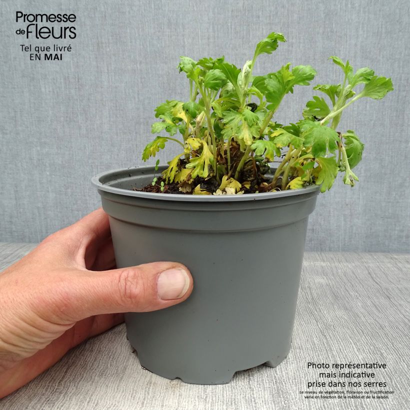 Amostra de Crisântemo Mary Stoker Vaso de 2 L/3 L tal como entregue na primavera
