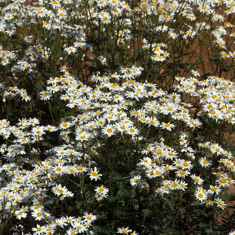 Tanacetum corymbosum (Hábito)