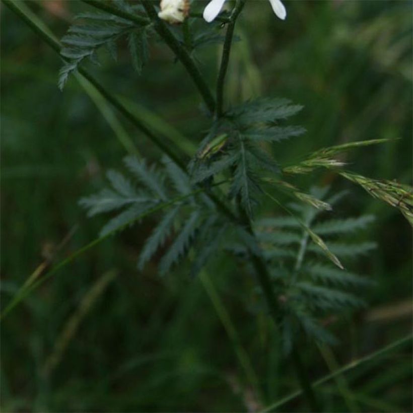 Tanacetum corymbosum (Folhagem)