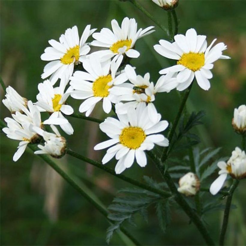 Tanacetum corymbosum (Floração)