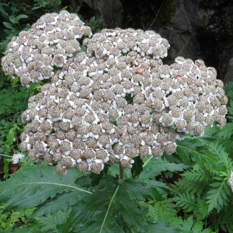 Chrysanthemum macrophyllum (Floração)