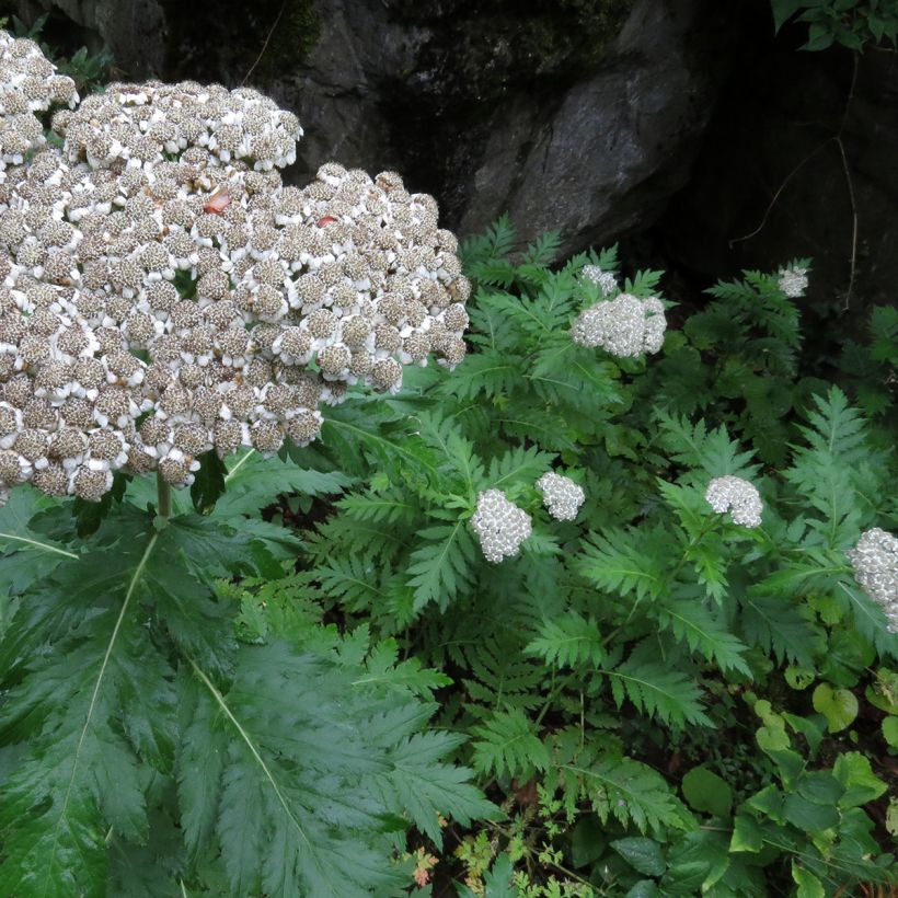 Chrysanthemum macrophyllum (Hábito)