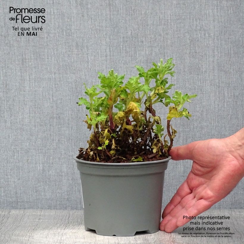 Amostra de Crisântemo Poesi Vaso de 2 L/3 L tal como entregue na primavera