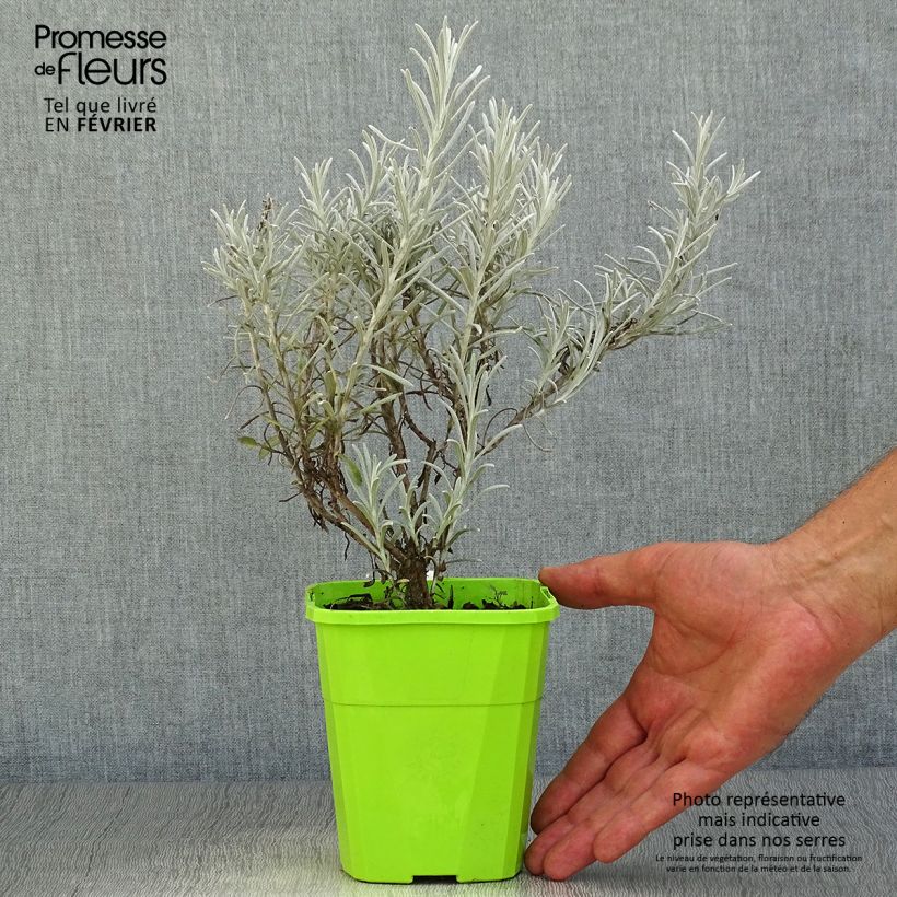Amostra de Chrysocephalum apiculatum Korma Vaso de 1,5 L/2 L tal como entregue no outono