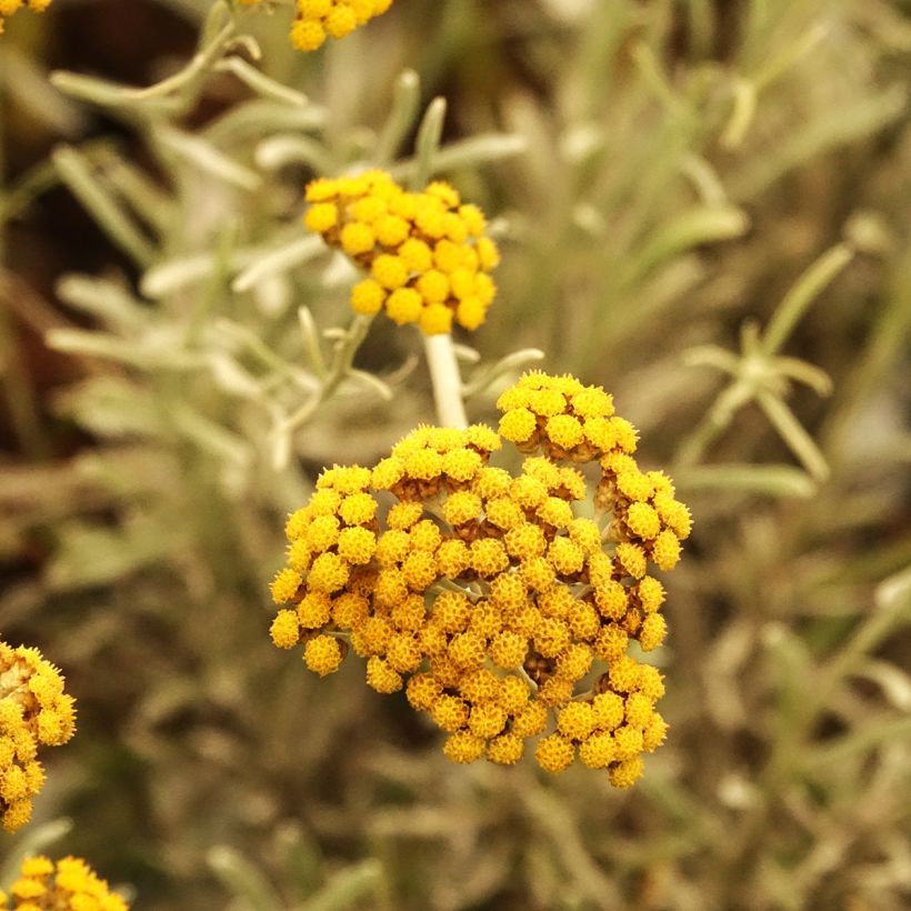 Chrysocephalum apiculatum Korma (Floração)