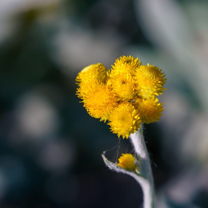 Chrysocephalum apiculatum Korma (Floração)