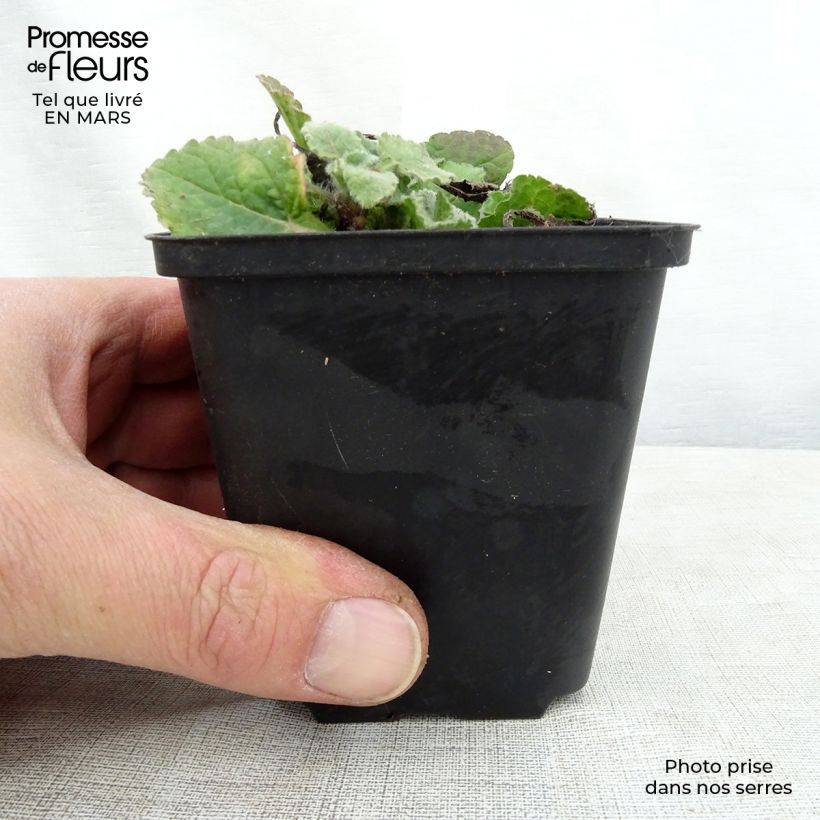 Amostra de Chrysogonum virginianum André Viette Vaso de 8/9 cm tal como entregue na primavera