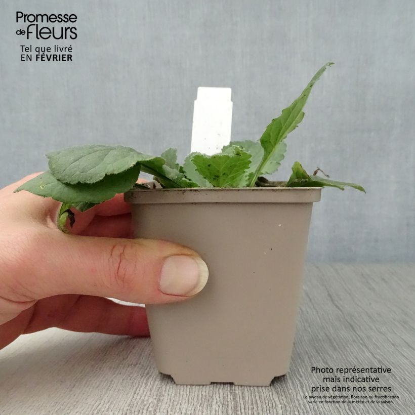 Amostra de Chrysogonum virginianum André Viette Vaso de 8/9 cm tal como entregue no inverno