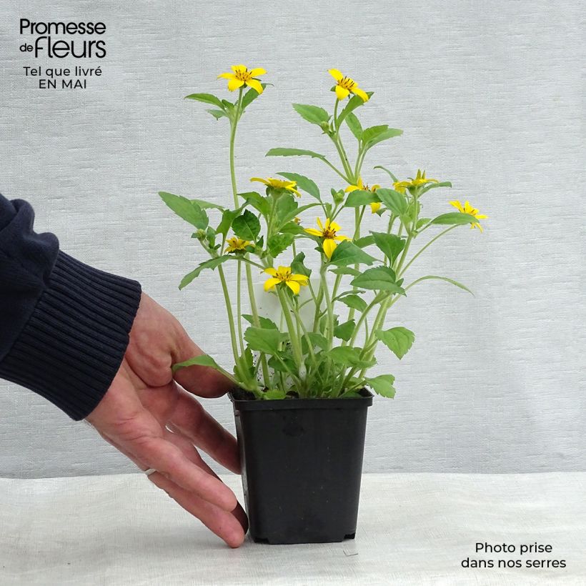 Amostra de Chrysogonum virginianum Vaso de 8/9 cm tal como entregue na primavera