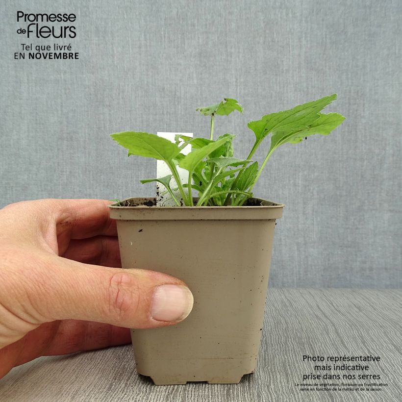 Amostra de Chrysogonum virginianum Vaso de 8/9 cm tal como entregue no outono
