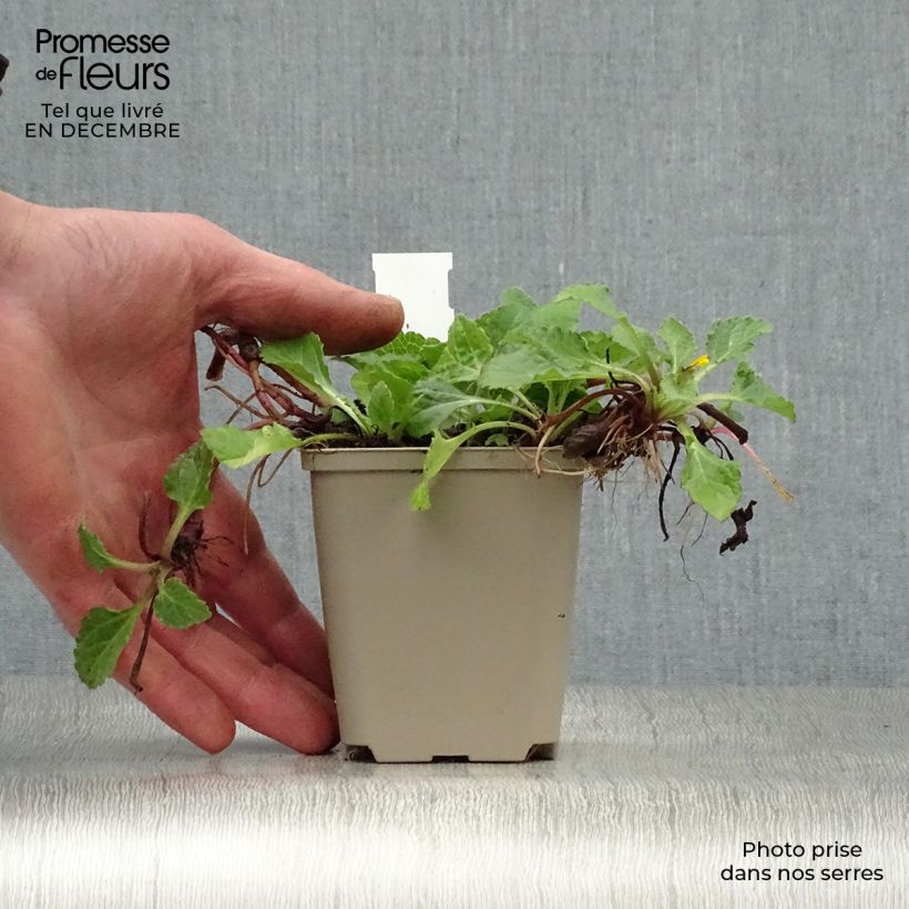 Amostra de Chrysogonum virginianum - Genou doré Vaso de 8/9 cm tal como entregue no inverno